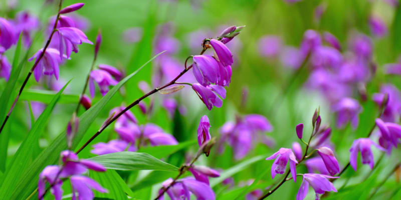 Orchidej vzpřímená (Bletilla Striata) 
