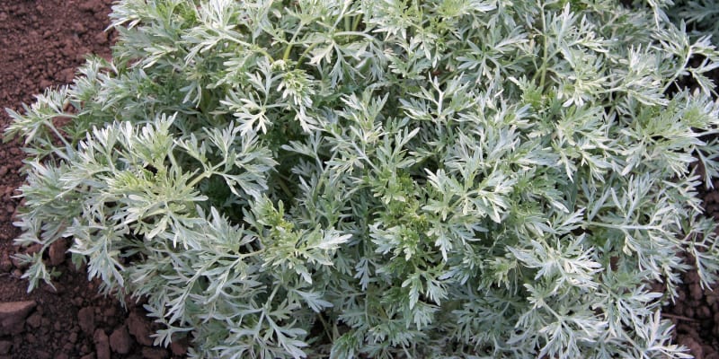 Pelyněk pravý (Artemisia absinthium) je vytrvalá bylina vysoká okolo jednoho metru a roste obvykle v trsech. Celá rostlina, ale zejména listy jsou stříbrošedě plstnaté.