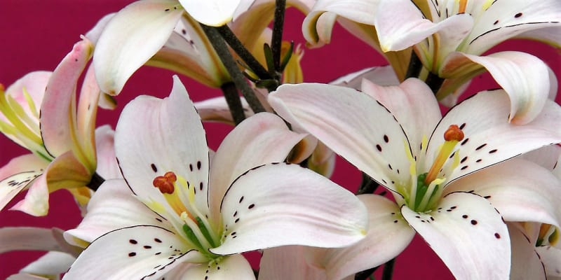 Asijské hybridní lilie patři k nejpopulárnějším skupinám lilií, které se u nás pěstují v zahradě a jsou vhodné k řezu  Na snímku kultirvar Spring Pink Ait. 