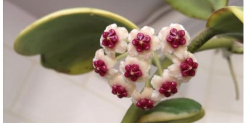 Valentýnská voskovka (Hoya kerrii) 5