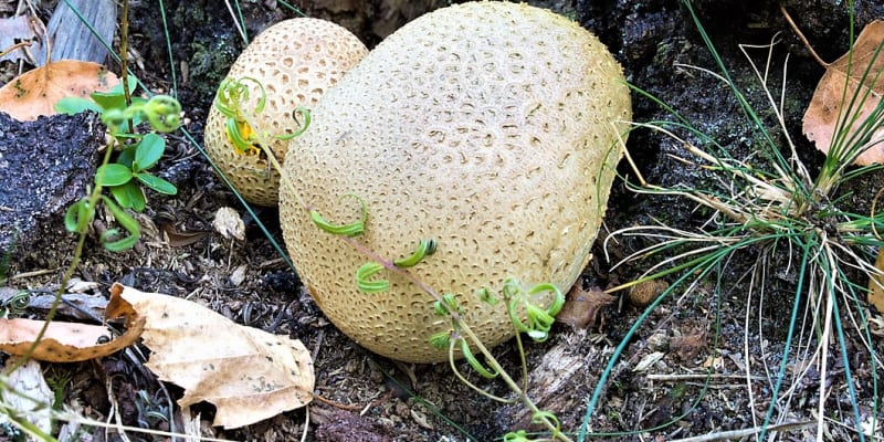 Pestřec obecný, lidově babí pupek či český lanýž, je houba trochu záhadná, neboť je v houbařských atlasech zařazena k houbám jedovatým, ovšem v nepatrných dávkách je oblíbeným houbovým kořením. 
