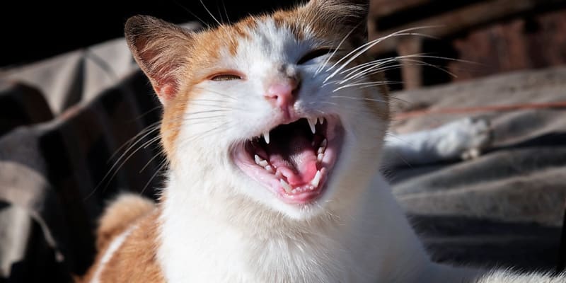 Koťata se rodí bez zubů. První zoubky začínají koťatům vypadávat kolem pátého měsíce života, to začíná tzv. přezubování. V tomto období mohou koťata okusovat nábytek, kabely apod., aby se jim ulevilo od bolestivého tlaku a nepříjemného pocitu prořezávání zubů.
