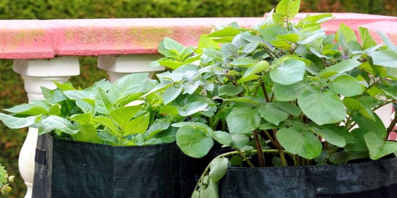 Brambory můžete pěstovat i na terase či balkóně třeba v pytlích.