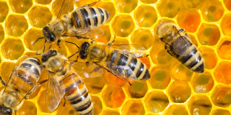 Včelí med je jen skvělý bonus navíc, k opylování rostlin