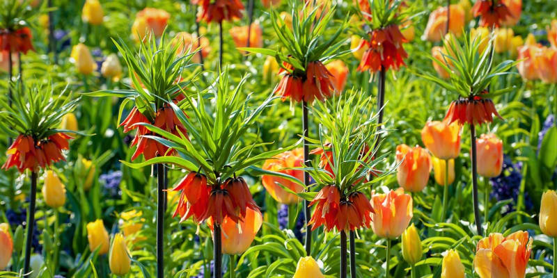 Nevšední řebčíky poutají na rozkvetlých jarních zahradách velkou pozornost, nabízejí zajímavé barvy, tvary i velikosti.