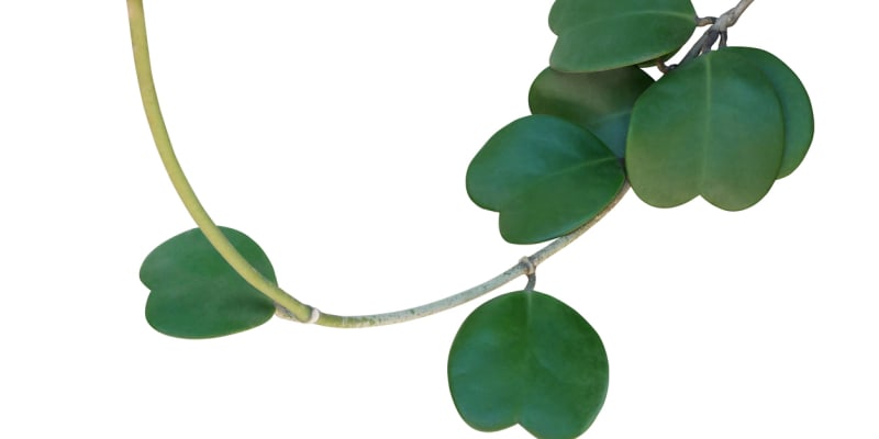 Valentýnská voskovka (Hoya kerrii) 3