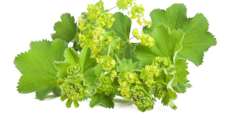  Lehce nahořklé kontryhelové listy se uplatní také v kuchyni, čerstvé jsou skvělé do pomazánek, salátů nebo nádivek.