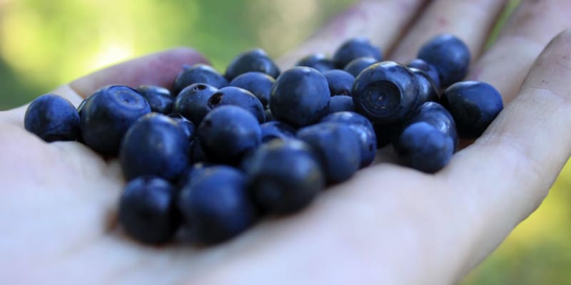 Borůvky z lesních porostů brusnice borůvky (Vaccinium myrtillus) mají výraznou chuť, jemnou vůni a uvnitř modrofialovou šťávu, která barví a skvrny od borůvek se dají jen těžko odstranit.