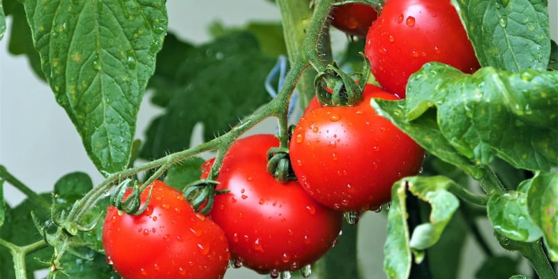 Své místo má jedlá soda při pěstování rajčat, plody jsou zdravější, šťavnatější a taky sladší. Stačí, když trochu jedlé sody přidáme do zeminy po odkvětu, když se začínají vytvářet plody