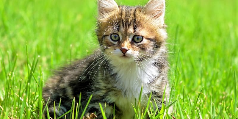 Množení koček půjde regulovat neinvazivně