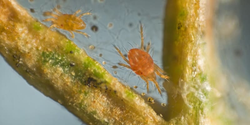 Sviluška (Tetranychus), lidově červený pavouček, je rod roztočů. Na pokojových rostlinách nejvíce škodí sviluška chmelová (Tetranychus urticae). 