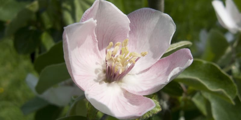Kdouloň obecná či podlouhlá (Cydonia oblonga)  je keř nebo strom s rozložitou korunu. Kdouloň má tmavě zelené listy a ve druhé polovině května vykvétá voňavými bílými nebo narůžovělými květy.