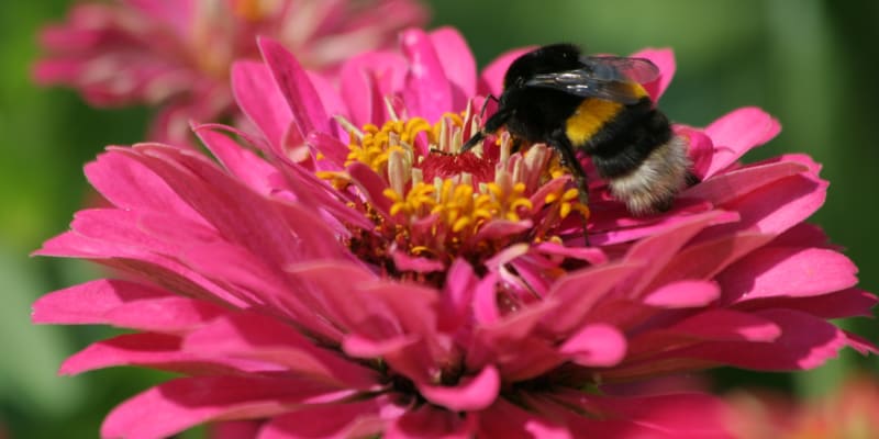 Obrovským plusem cínií je jednoduché pěstování i přitažlivost pro motýly, čmeláky a včely.