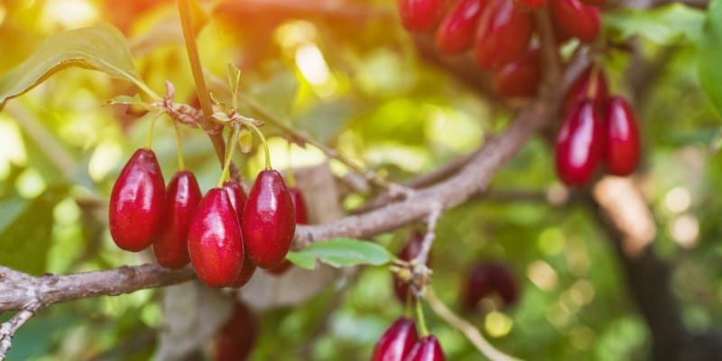 Plody dřínu jsou jedlé červené podlouhlé peckovice, kterým se říká dřínky. Na první pohled svou barvou i tvarem připomínají šípky. 