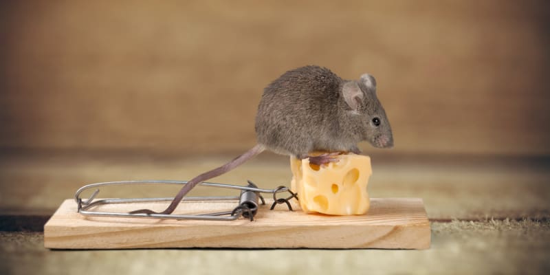 Jak se zbavit myší?