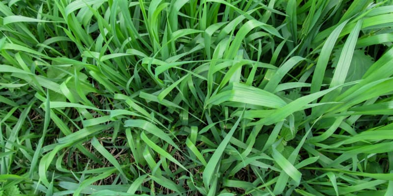 Pýr plazivý (Elytrigia repens) je známý plevel, venku ho najdeme prakticky všude, kam se podíváme. Roste na záhonech, na loukách, v trávnících, na polích, u cest, v příkopech. 