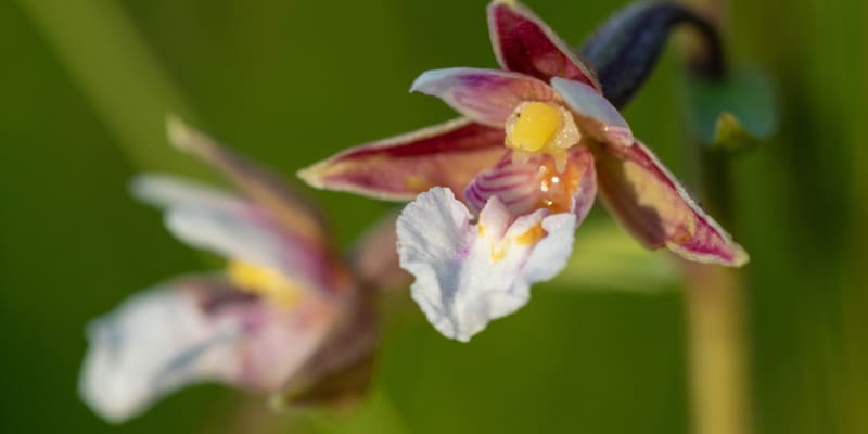 Zemní orchideje, které můžete právě teď potkat v přírodě 1