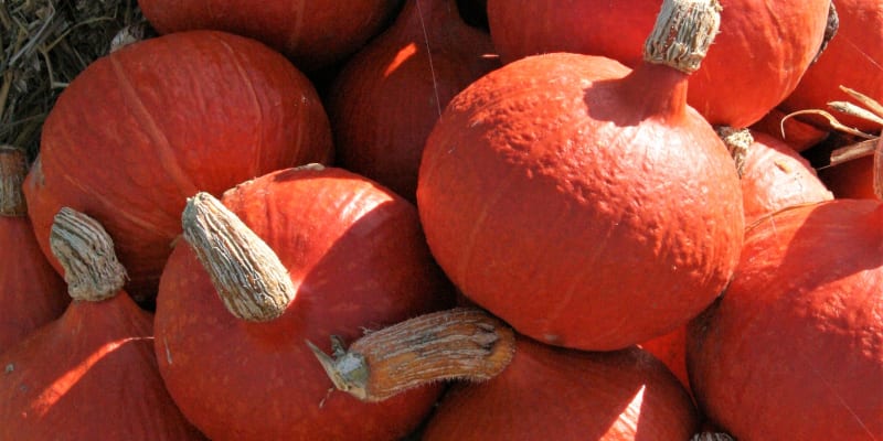 Oranžová dýně hokaido se hodí především pro Raky.