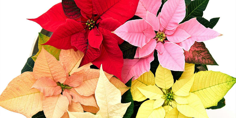  Vánoční hvězdy jsou červené, bílé, krémové, žluté, růžové, meruňkové, od jemně pastelových barev po jasné, od jemných barevných přechodů po výrazně žíhané...