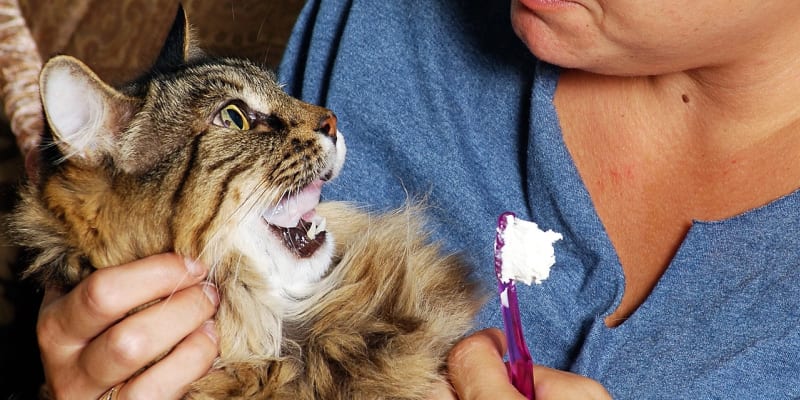 O chrup kočky se sice nemusíte starat tak pečlivě, jako o ten svůj, ale měli byste dbát na to, aby se kočce neudělal nepříjemný zubní kámen a zánět dásní, který ji může hodně potrápit. Čištění zubů by se mělo stát rituálem, který je nedílnou součástí péče o vašeho kočičího domácího mazlíčka. 