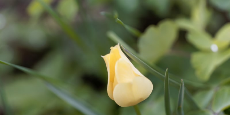 Tulipány nemusíte každoročně po odkvětu vytahovat  4