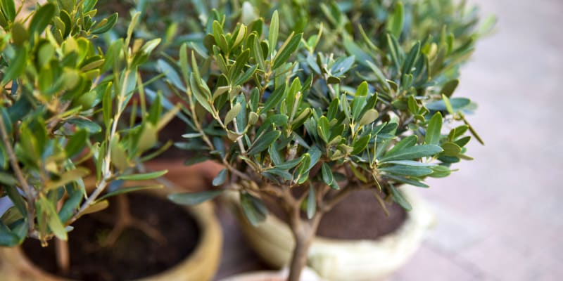 Olivovník evropský (Olea europaea) 4