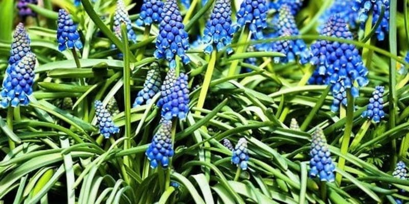 U nás nejpěstovanější je modřenec arménský (Muscari armeniacum). Květy mají intenzivní kobaltově modrou barvou, vykvétají postupně od spodních kvítků ke špičce. Protože jeho listy raší už na podzim, je pěkný po celý rok. 