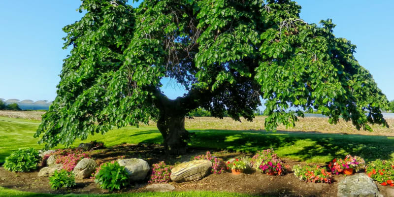 Starý keltský stromový horoskop: Statný strom se štíhlým kmenem symbolizuje přitažlivé lidi. Člověk-jilm působí klidně a rozvážně. Máloco a málokdo ho dokáže vyvést z míry. 