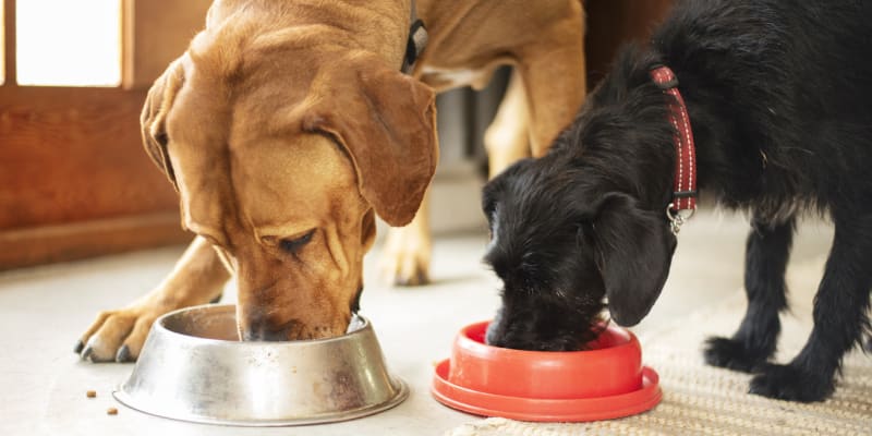 5 mýtů o psím stravování 5