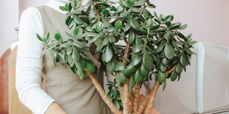 Tlustice: Dlouhověký sukulent můžete pěstovat i jako bonsaj 2