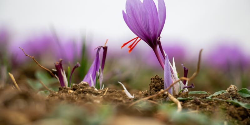 Šafrán setý (Crocus sativus L.) 3