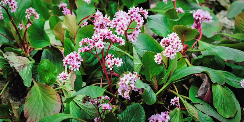 Bergenie tučnolistá (Bergenia crassifolia) dorůstá do výšky okolo 45 cm. Květy mají výraznou růžovou či růžově nachovou barvu. Běžně kvete od března do června.