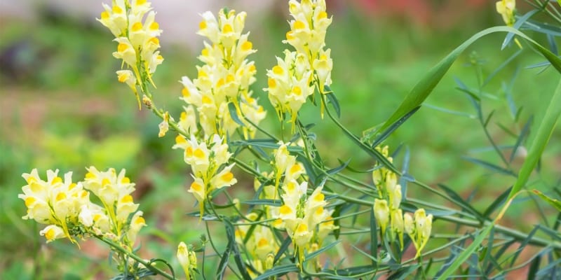 Lnice květel (Linaria vulgaris) roste na slunných a suchých místech, nejčastěji na okrajích cest, v příkopech, na hrázích, na železničních náspech a často i jako obtížný plevel na polích a zahrádkách.