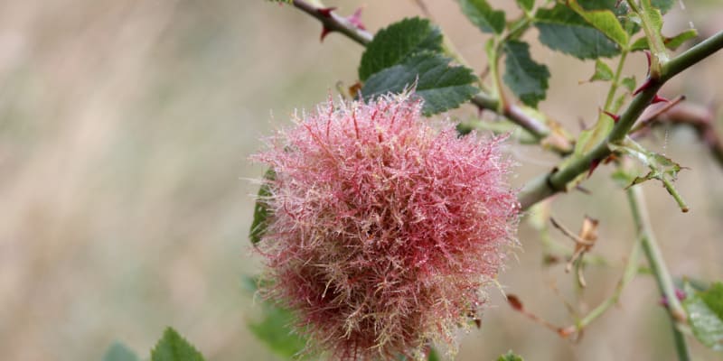 Žlabatka růžová (Diplolepis rosae) 