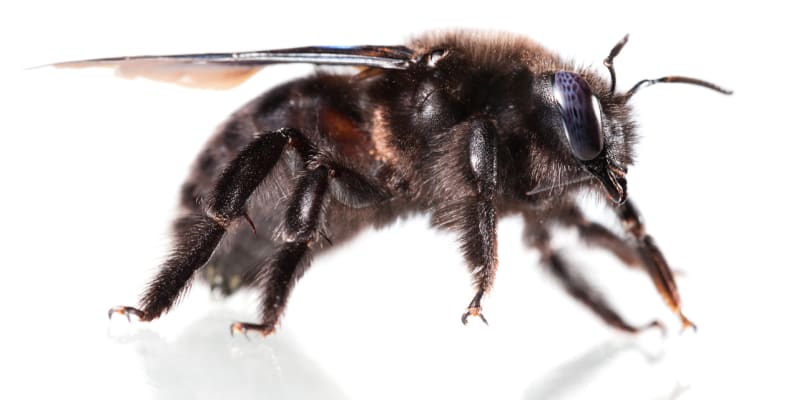 Drvodělka, obří včela samotářka, je neškodná a užitečná 5
