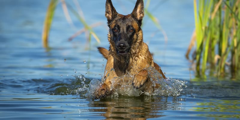Naučte svého psa plavat 1