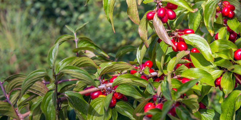  Plody dřínu obecného (Cornus mas)  jsou jedlé červené podlouhlé peckovice, kterým se říká dřínky. 