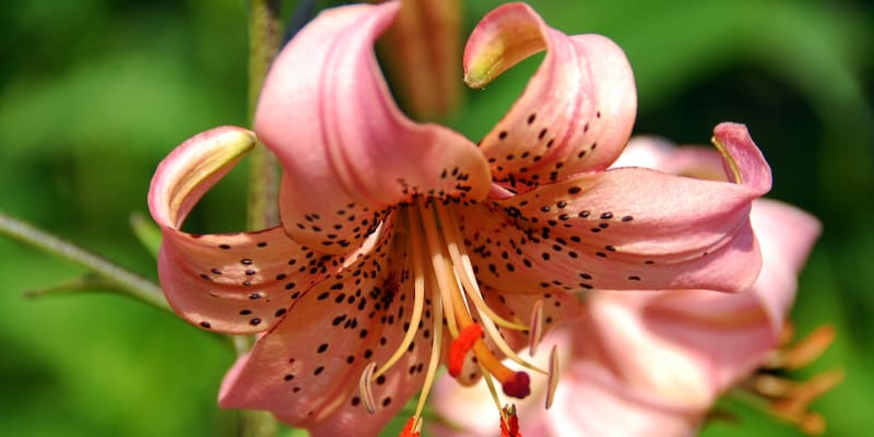Na začátku září se objevují květy hybridní lilie druhu speciosum neboli lilie nádherné.  Na snímku kultivar Pink Giant.