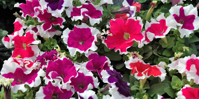 Petúnie, lidově petunky, jsou populární balkonové letničky, obzvláště se jim daří v teplém a suchém létě, které dá vyniknout kráse jejich květů