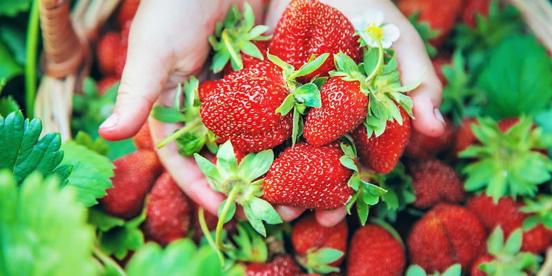 Přestože jsou jahody sladké, cukru obsahují minimum. Jsou tvořeny převážně vodou (až z 90 procent) a mají dostatek vlákniny. Tato kombinace vytváří pocit sytosti v žaludku, takže nebudete mít potřebu chodit a mlsat. 