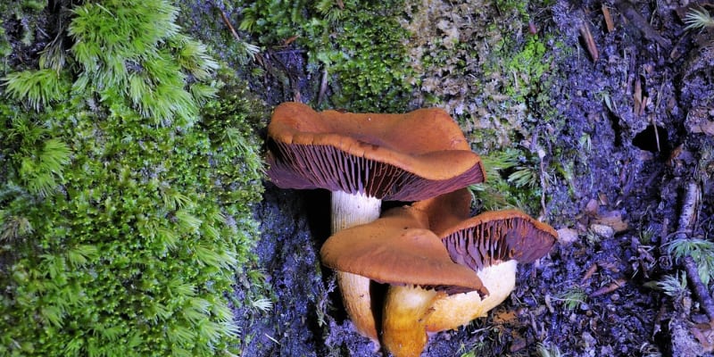 Pavučinec plyšový (Cortinarius orellanus), smrtelně jedovatá houba, byla až do roku 1958 považována za jedlou. První otrava byla u nás prokázána až roku 1977