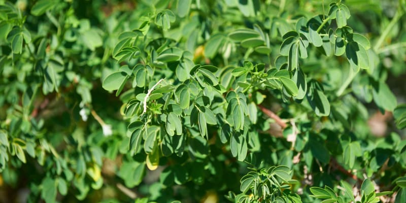 Moringa olejodárná (Moringa oleifera) 2
