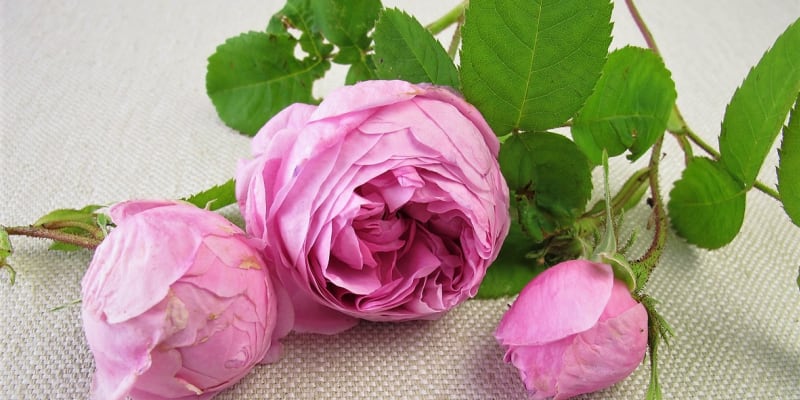 Květy růží nádherně vypadají, neodolatelně voní a možná překvapivě jsou léčivé. Na snímku růže damašská (Rosa damascena), zvaná také damascénská, turecká či bulharská,.