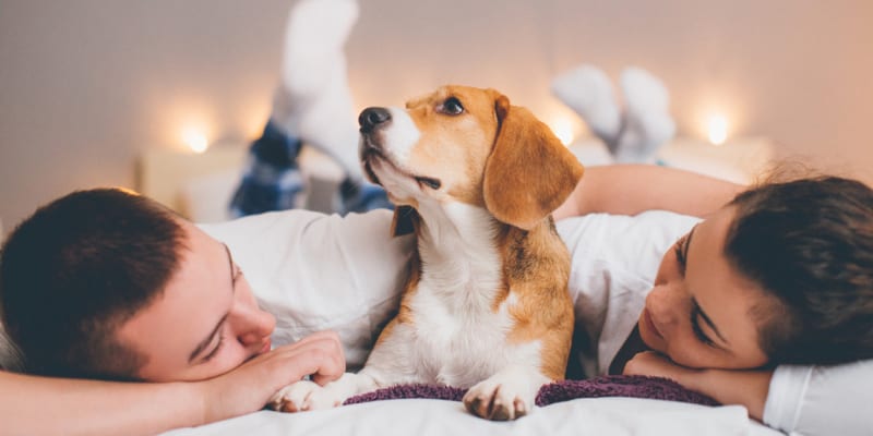 Jak psi spí v posteli: Pokud se pes snaží vecpat mezi vás a partnera, měli byste zbystřit. Je to totiž znak žárlivosti...