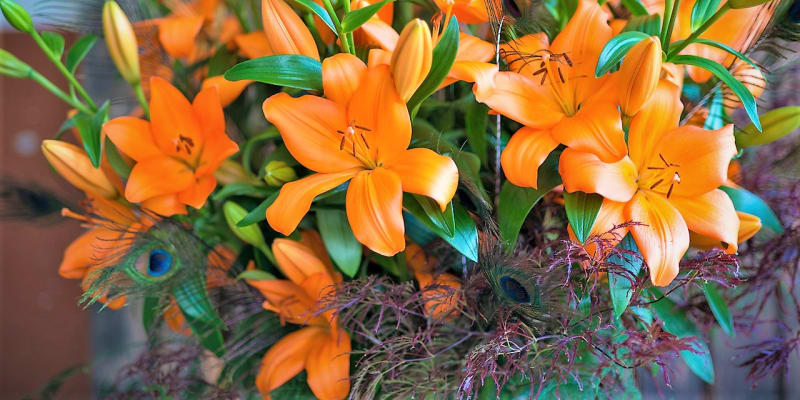 Lilií (Lillium) existuje mnoho různých druhů, skupin a kultivarů. Nádherné květy lilií mohou být bílé, růžové, fialové, červené, žluté, oranžové, nachové ve všech odstínech a jejich kombinace. 