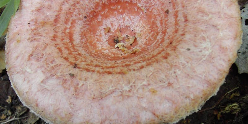 Ryzec kravský (Lactarius torminosus)