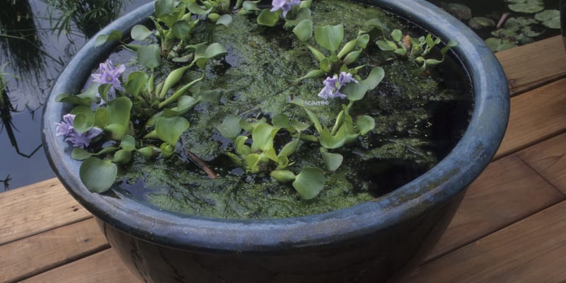 Vodní hyacint v nádobě
