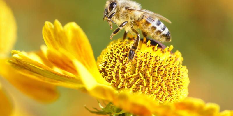 Mnoho zahradních květin se vůbec nehodí pro včely. Jak je k sobě nalákáte? 