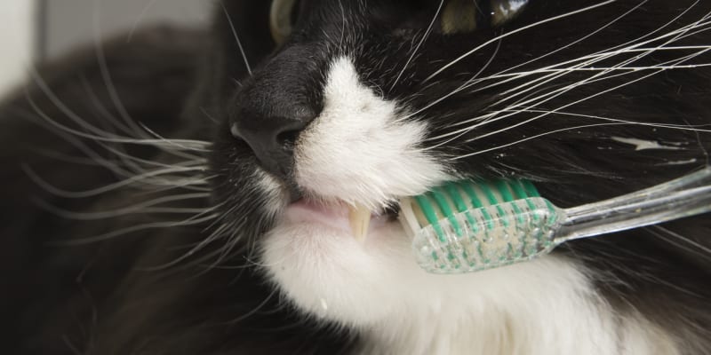 S čištěním zubů je nutné začít od útlého věku. Koťátka jsou ještě tvárná a zvyknou si na otvírání a kontrolování tlamičky i na pravidelné čištění zubů.