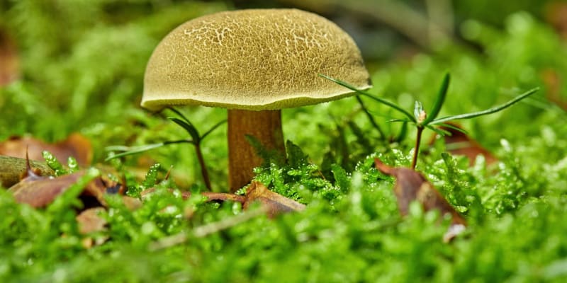 10 nejznámějších hub našich lesů: Hřib žlutomasý (Xerocomus chrysenteron), lidově babka je patrně nejrozšířenější houbou. Nejraději vyrůstá na vlhčích a mírně zarostlých místech. Nevýhodou je častá červivost, proto není vhodný na sušení.